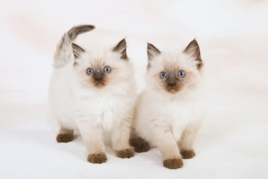 two ragdoll kittens