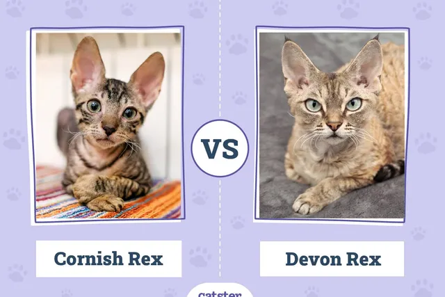 Cornish Rex vs. Devon Rex: Main Differences (With Pictures)