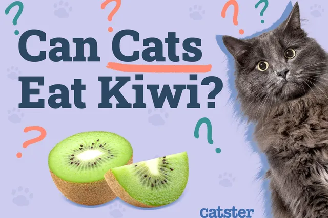 Can Cats Eat Kiwi? Vet-Verified Facts & FAQ
