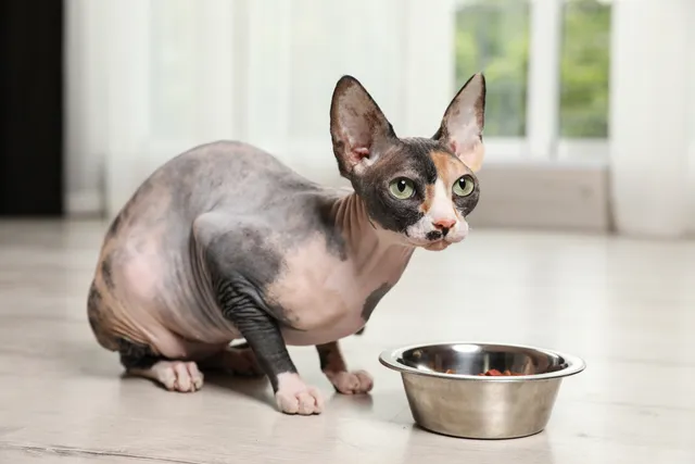 How Much To Feed a Cat & How Often? Vet Approved Portion Chart