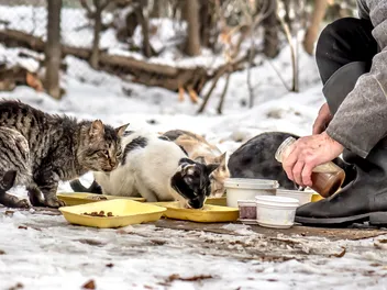 National Feral Cat Day 2026: How & When Is It Celebrated?