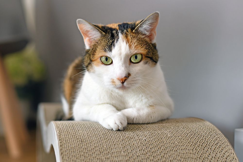 Calico-Cat-with-green-eyes-lying-on-cardboard-scratch-board