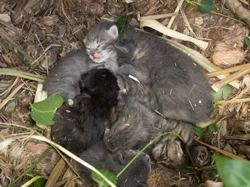 How to Tell if a Mother Cat Has Abandoned Her Kittens: Vet-Reviewed Facts & FAQ