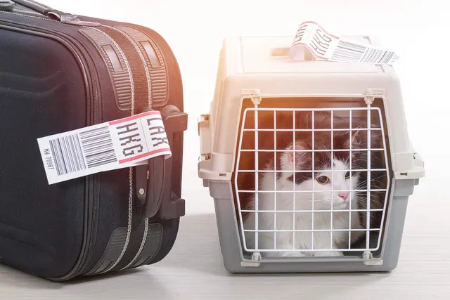 How to Get a Canadian Pet Passport in 2026: A Step-by-Step Guide