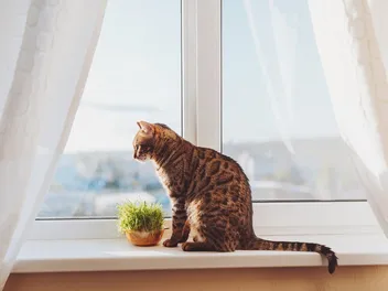 Do Cats Grieve When Another Pet Dies? 7 Signs Your Cat is Grieving & How to Help