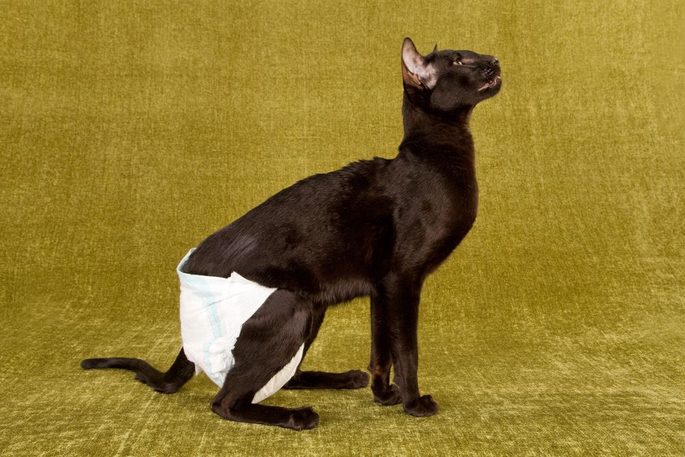 black-cat-wearing-diapers