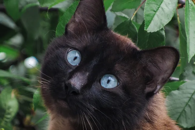 Does the Black Siamese Cat Exist? Vet-Reviewed Genetics & Coat Colors Explained