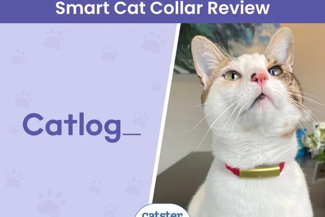 Catlog Smart Cat Collar Review 2026: A Detailed Look