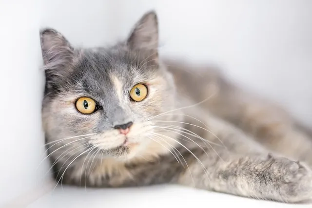 Can Cats Have Brown Eyes? What Science Tells Us