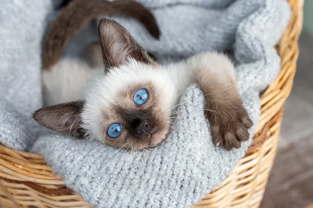 8 Types of Siamese Cats: Colors, Variations, Pictures, Traits & Facts