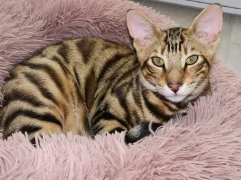 8 Best Modern Cat Beds in 2026 - Reviews & Top Picks