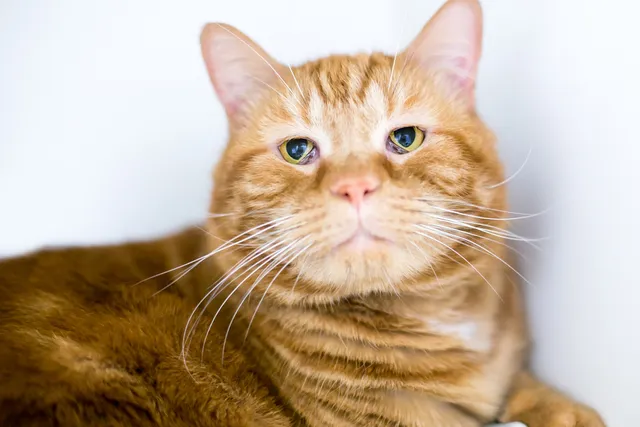 Haws Syndrome in Cats: Causes, Signs & Treatments (Vet Answer)