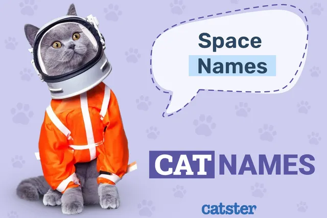 125+ Space Names for Cats: Out of This World Ideas for Your Interstellar Cat