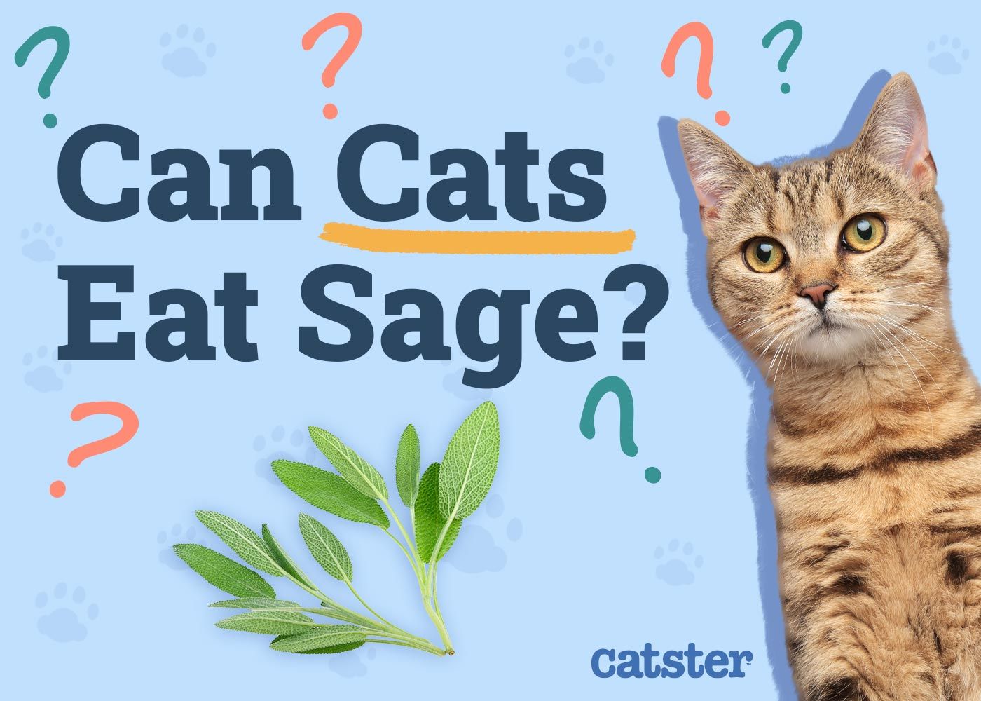 Can Cats Eat Sage
