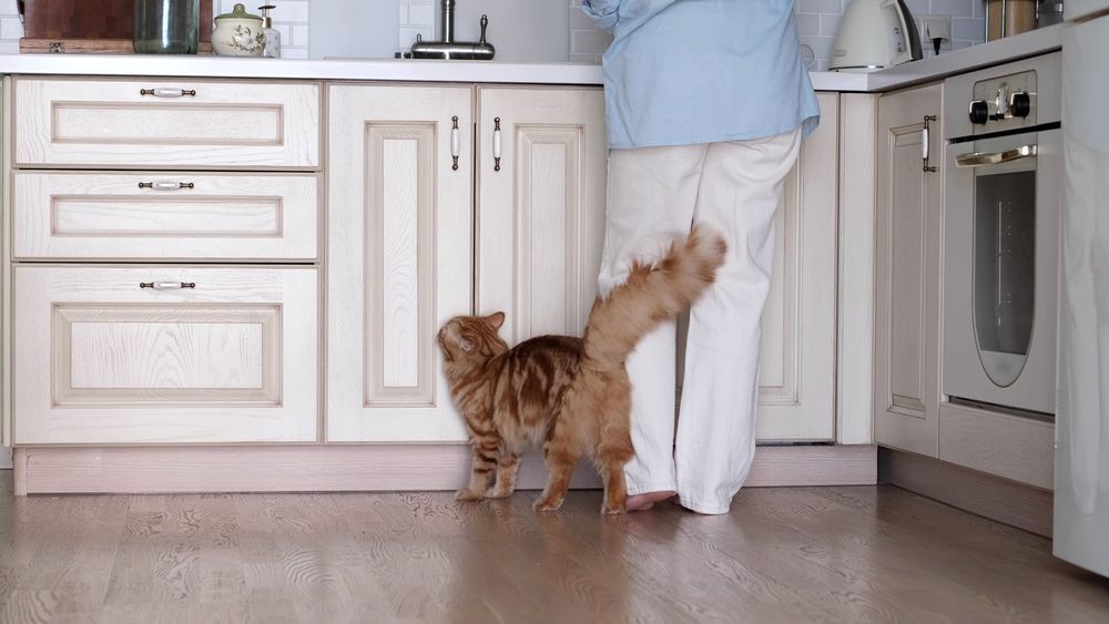 cat following owner to the kitchen seeking for attention