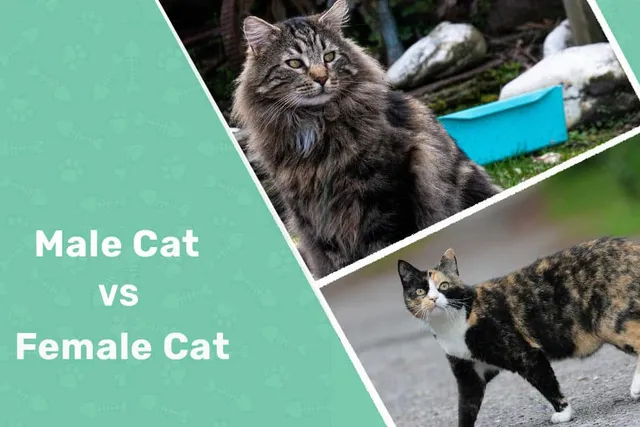Male vs Female Cats: Vet-Reviewed Differences (With Pictures)