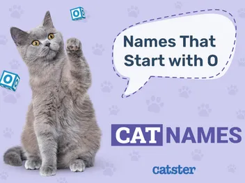 Most Popular Cat Names That Start With O: From Fun to Outrageous