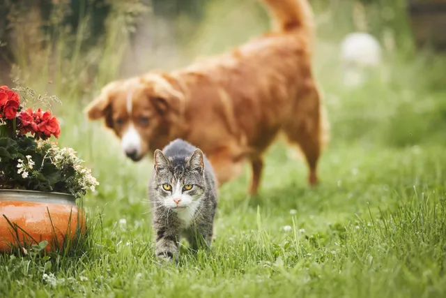 Why Do Dogs Chase Cats? Myths, Possible Causes & Vet-Approved Solutions