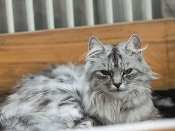 How Long Do Cats Live? Feline Lifespan Facts Explained (Vet Approved)