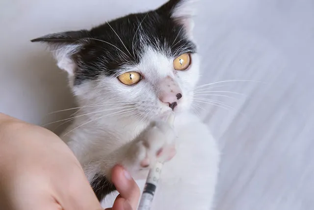 How Do You Give a Cat Lactulose? (7 Vet Approved Methods)
