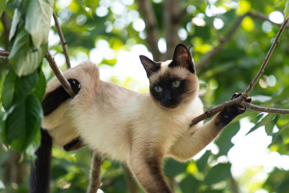 Siamese cat with bright blue eyes climbing on the tree