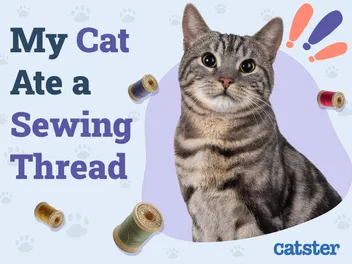 My Cat Ate a Sewing Thread, What Do I Do? Our Vet Answers