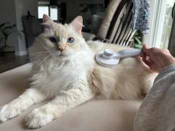 Cat with long hair being brushed with hepper brush
