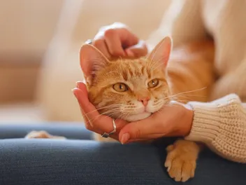 Can My Stress Affect My Cat? 5 Vet-Verified Tips on How to Help Your Cat in This Situation