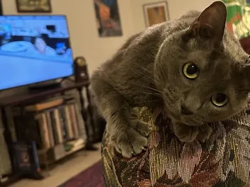 How Cats Improve Your Mood: Olga’s Ways of Relieving My Stress