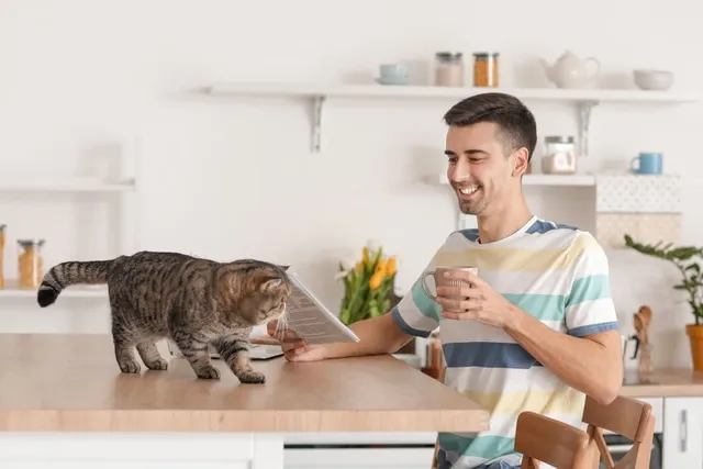10 Top Cat Cafes in the US in 2026