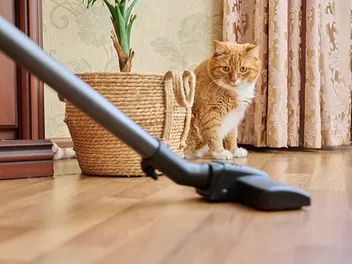 Why Are Cats Scared of Vacuums? 5 Vet-Reviewed Reasons & Desensitization Tips