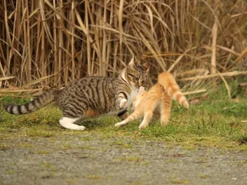 Is It True That Male Cats Kill Kittens? Vet-Reviewed Behavior Explanation