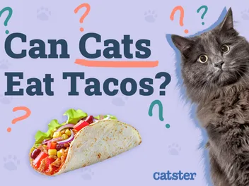 Can Cats Eat Tacos? Vet-Verified Facts & FAQ