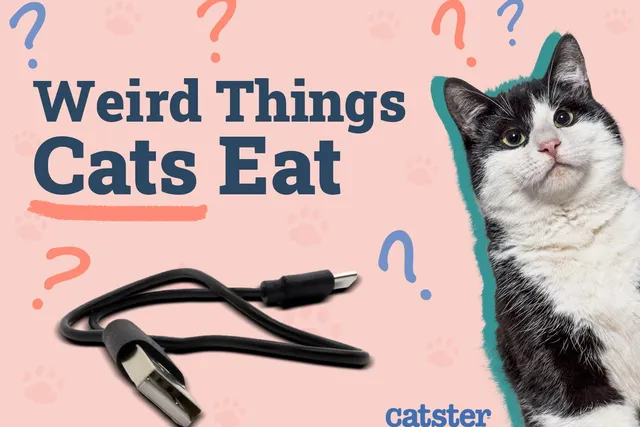 6 Weird Things Cats Eat: Vet-Reviewed Safety Tips & Considerations