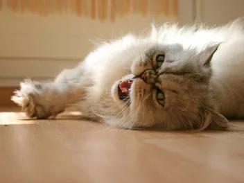 Carbon Monoxide Poisoning in Cats: 3 Vet Reviewed Signs & What to Do