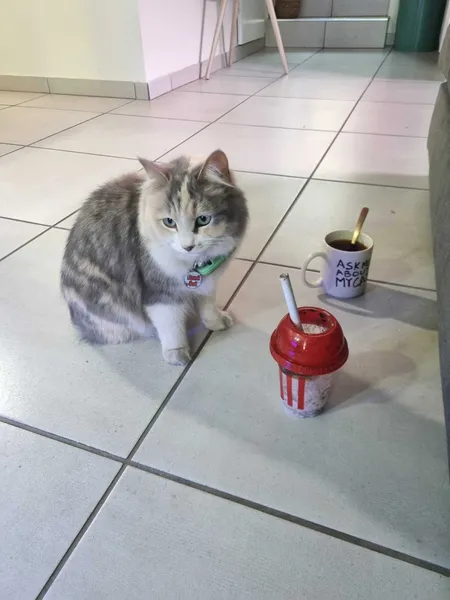 Why does the human need two drinks? And why is one hot, and one cold?