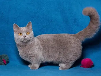 Grey Munchkin Cat: Info, Pictures, Facts & History