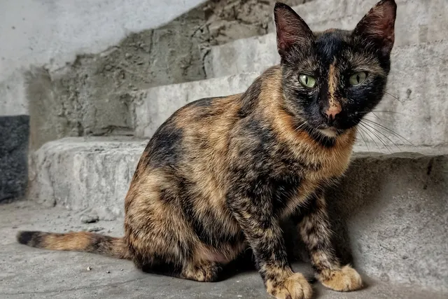 Male Tortoiseshell Cats: Do They Exist & How Rare Are They? Vet-Approved Facts