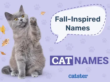 130 Fall-Inspired Cat Names: Ideas for Your Autumn Kitty