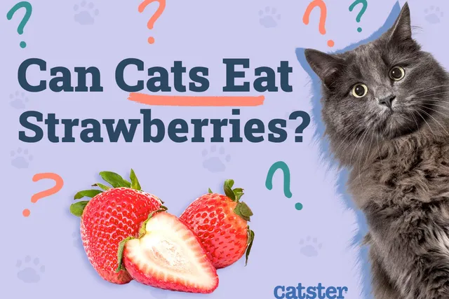 Can Cats Eat Strawberries? Vet-Approved Diet Facts & FAQ