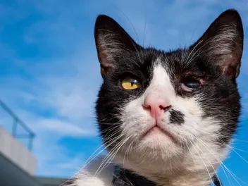 Uveitis in Cats: Vet-Reviewed Causes, Signs & Treatment