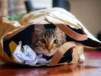 Ways to Play With a Cat Without Toys: 10 Vet-Approved Ideas