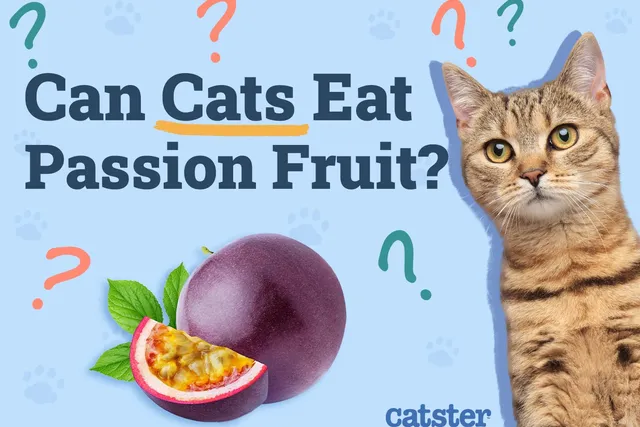 Can Cats Eat Passion Fruit? Vet Approved Feline Nutrition Advice