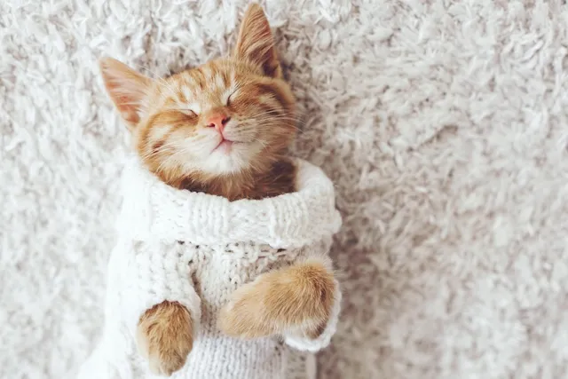 Will Certain Scents Calm Cats? With 6 Soothing Examples