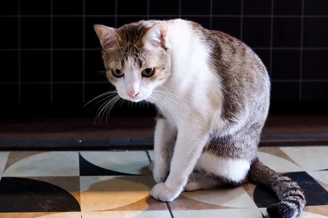 Can Cats Suffer From Bulimia? Our Vet Explains