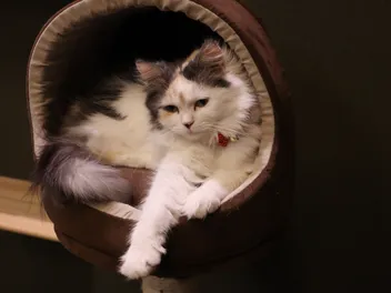 How to Wash a Cat Bed: 5 Simple Steps