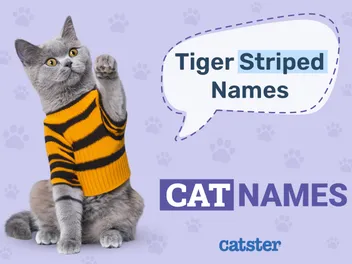 200 Tiger-Striped Cat Names: Ideas for Unique & Exotic Cats