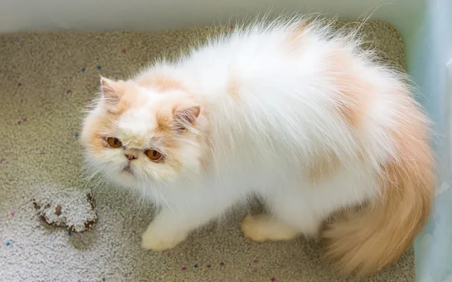 Why Does My Cat Play With Poop? 6 Possible Vet-Reviewed Reasons for This Behavior