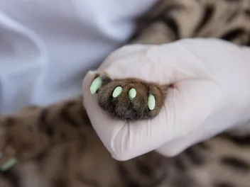 Cat Nail Caps: Our Vet Explains the Ethics, Pros & Cons