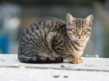 How Big Do Tabby Cats Get? Vet-Verified Average Size & Growth Charts
